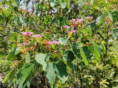 Bauhinia macranthera