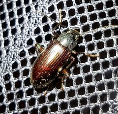Tarpela micans