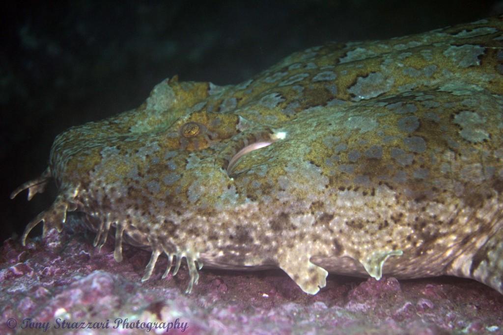 Banded Wobbegong