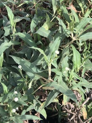 Persicaria stelligera