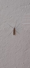 Amphineurus