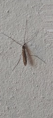 Amphineurus