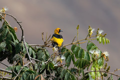 Icterus graceannae