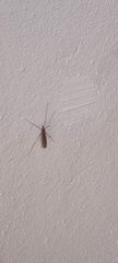 Amphineurus