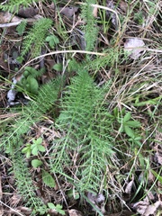 Achillea millefolium borealis