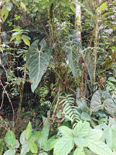 Foto de Planta-renda