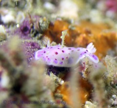 Goniobranchus thompsoni