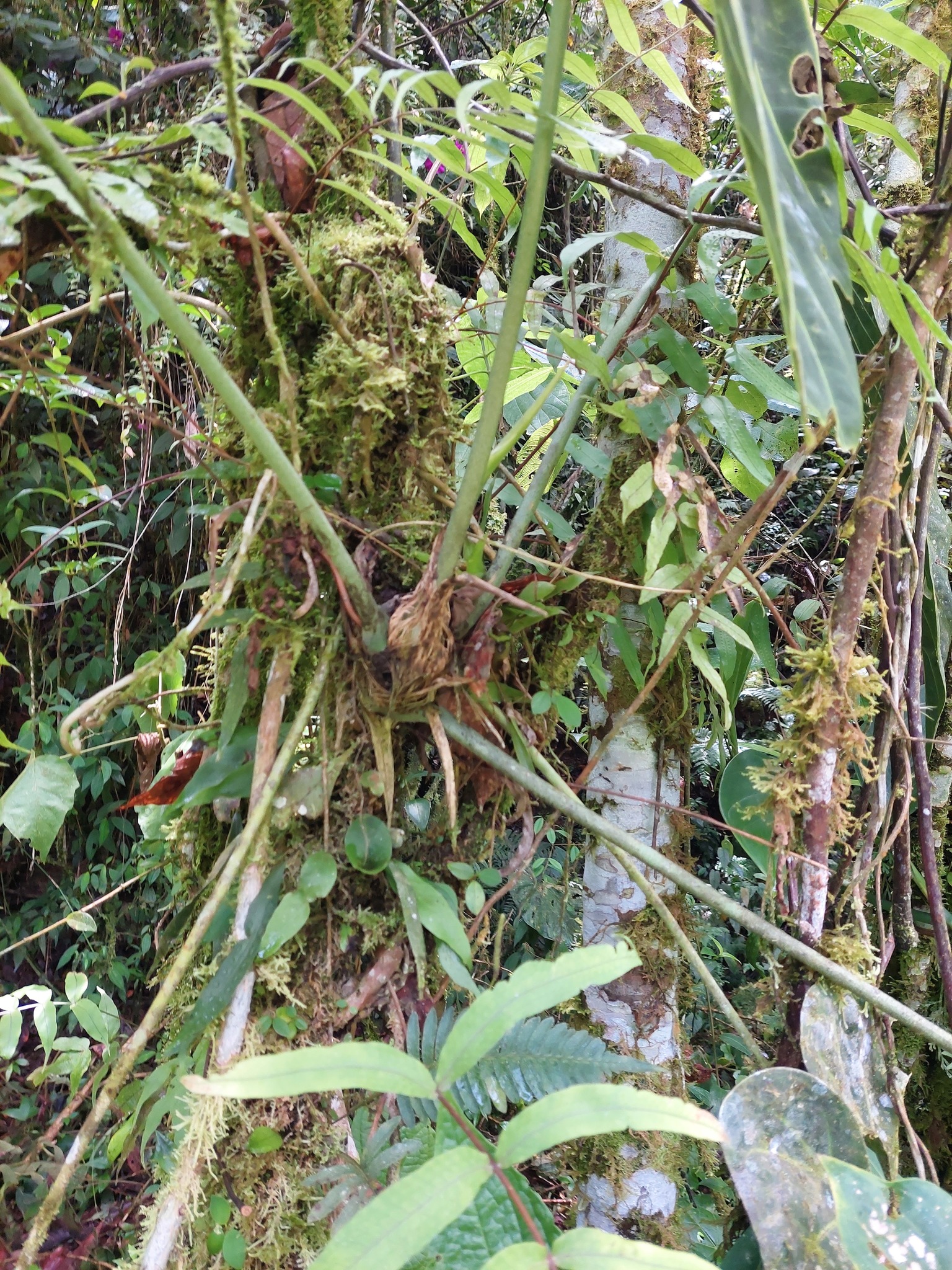 Imagem de Planta-renda