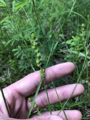 Carex triangularis