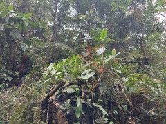 Cyrtochilum ventilabrum