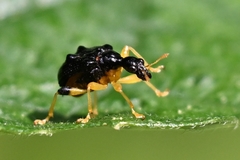 Phymatapoderus flavimanus
