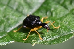 Phymatapoderus flavimanus