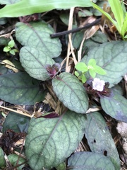 Strobilanthes reptans
