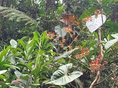 Cyrtochilum ventilabrum