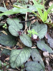 Strobilanthes reptans
