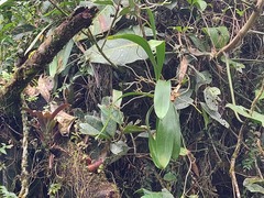 Cyrtochilum ventilabrum