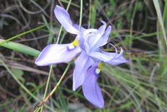 Moraea inclinata