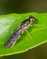 Merosargus caeruleifrons