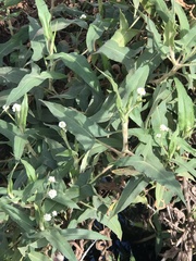 Persicaria stelligera