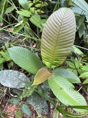 Davilla