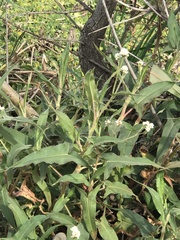 Persicaria stelligera