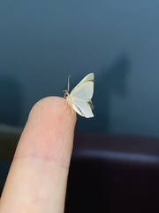 Chloropteryx glauciptera