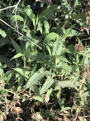 Persicaria stelligera