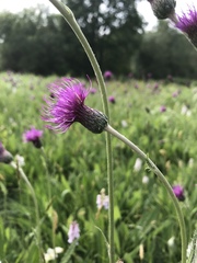 Cirsium dissectum