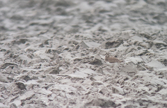 Charadrius asiaticus