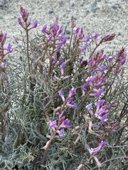 Astragalus casei