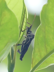 Pseudomictis distinctus