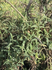 Persicaria stelligera