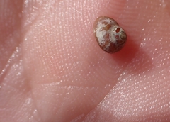 Cantharidus dilatatus