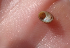 Cantharidus dilatatus