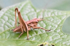 Atlanticus kiangsu