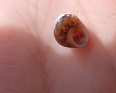 Cantharidus dilatatus