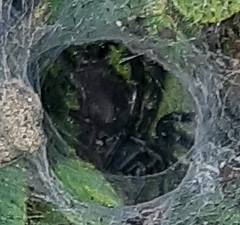 Linothele longicauda