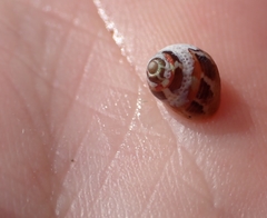 Cantharidus dilatatus