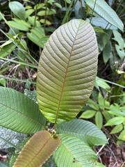 Davilla