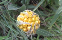 Helichrysum auriceps