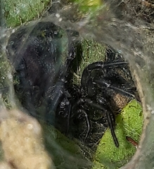 Linothele longicauda