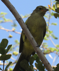 Chlorocichla flaviventris flaviventris