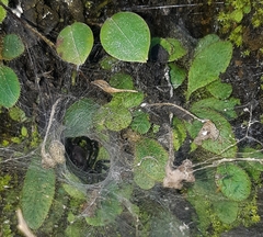 Linothele longicauda