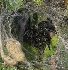 Linothele longicauda