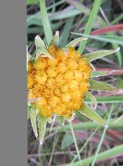 Helichrysum auriceps
