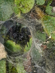 Linothele longicauda