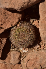 Mammillaria brandegeei