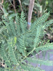 Jacarandeae