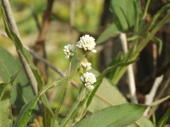 Persicaria stelligera