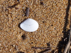 Macomona deltoidalis